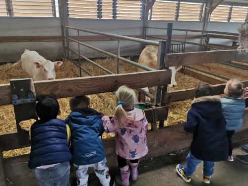 les petits de la crèche devant les veaux