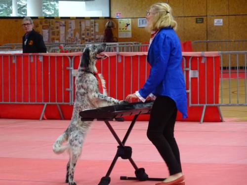 Dogdancing à l'espace sportif