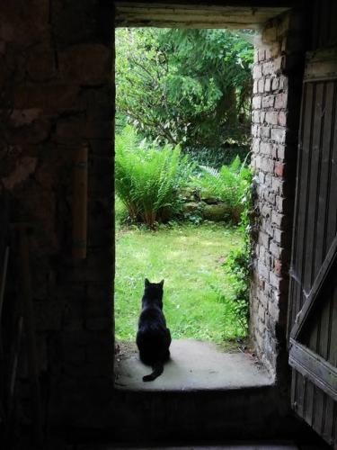 photos numéro 1 du concours photo organisé par le comité de jumelage. Chat assis dans une porte d'entrée ouverte